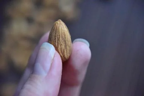 Almond seed in the hand Stock Photos