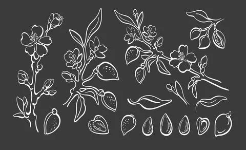 Almond. Set of branch, fruit, leaf, nut, flower Vector realistic group on bla Stock Illustration