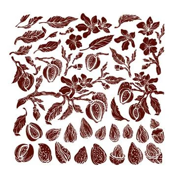 Almond set. Vector natural hazelnut. Botanical isolated branch, fruit, leaf,  Stock Illustration
