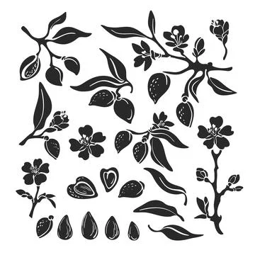 Almond set. Vector natural nut. Botanical isolated branch, fruit, leaf, flowe Stock Illustration