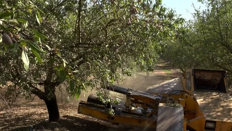 Almond shaker Stock Footage 85291521