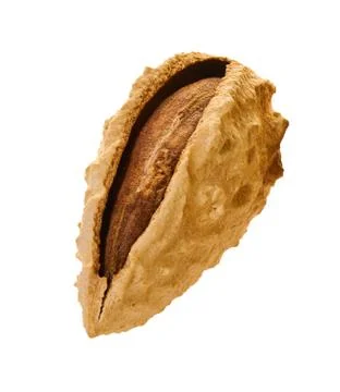 Almond shell with clipping path Foto stock