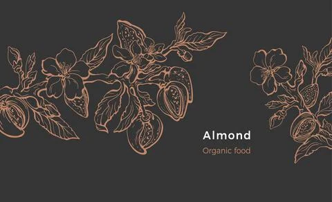Almond template. Vector natural hazelnut. Botanical branch, fruit, leaf, flow Illustrazione stock
