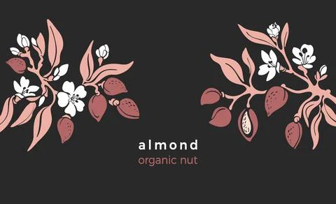 Almond template. Vector natural nut. Natural tree, botanical branch, fruit, l Stock Illustration