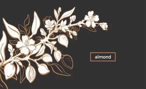 Almond template. Vector natural nut. Botanical branch, fruit, leaf, flower. A Stock Illustration