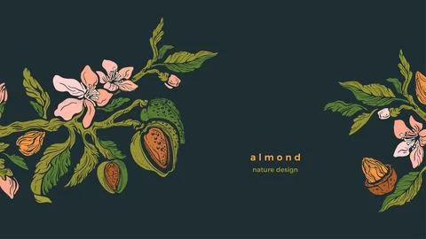 Almond template Vector tree, branch, nuts Bio food Illustrazione stock