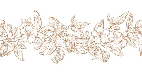 Almond texture print. Vector border. Drawn sketch Stock Illustration