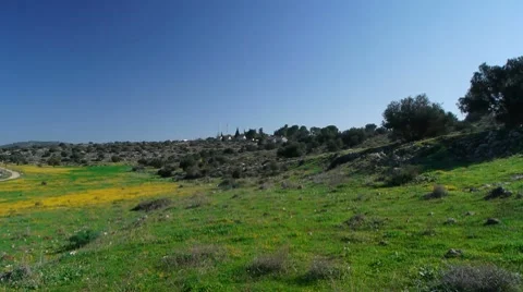 Almond tree 1 Stock Footage 7753189