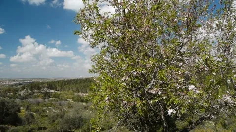 Almond tree 2 Stock Footage 7753788