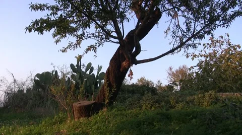 Almond tree and prickly pear Stock Footage 46097773