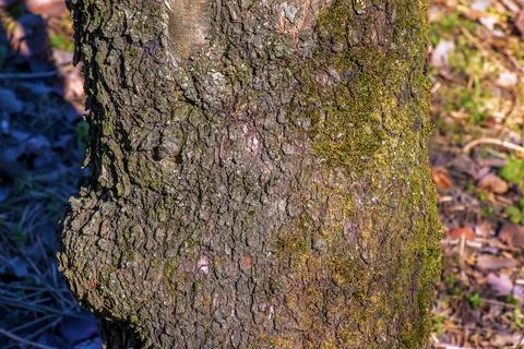 Almond tree bark background. Amygdalus Prunus georgica. Texture. Foto stock