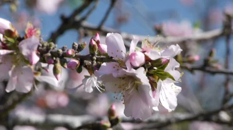 Almond tree bee 2 Stock Footage 7752496