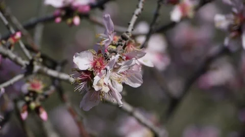 Almond tree bee 3 Stockbeeldmateriaal 7751262