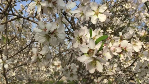 Almond tree with bees Vídeos de archivo 81876598