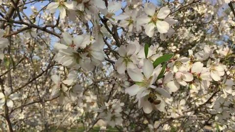 Almond tree with bees Vídeos de archivo 81876619
