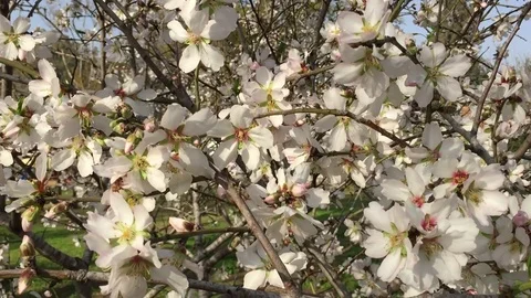 Almond tree with bees Vídeos de archivo 82138369