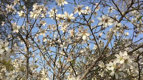 Almond tree with bees Vídeos de archivo 82138681
