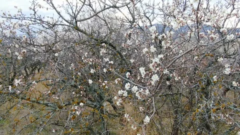 Almond tree in bloom against the backdrop of a mountain range Stock Footage 106449293