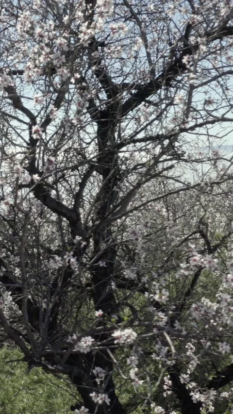 Almond tree in bloom next to a path. Tenerife. Vertical. Stock Footage 301626947