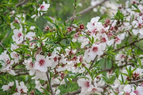 Almond tree in bloom Stock Photos