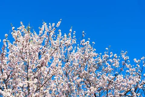 Almond tree bloom Stock Photos