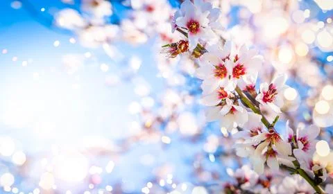 Almond tree bloom Stock Photos