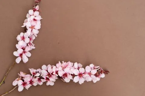 Almond tree bloom Stock Photos