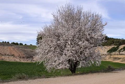 Almond tree in bloom. Stock Photos