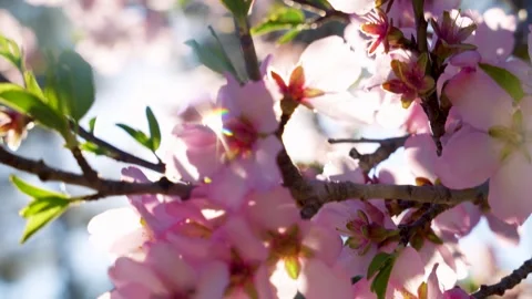 Almond tree in bloom with sunlight flares Video stock 330483367