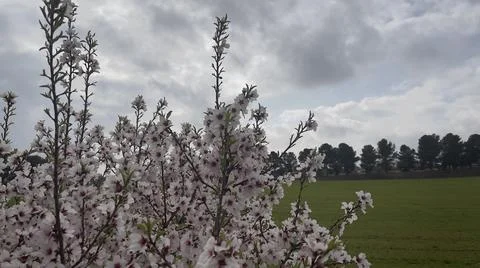 Almond tree blooming at the beginning of spring with cloudy skies. Stock Photos