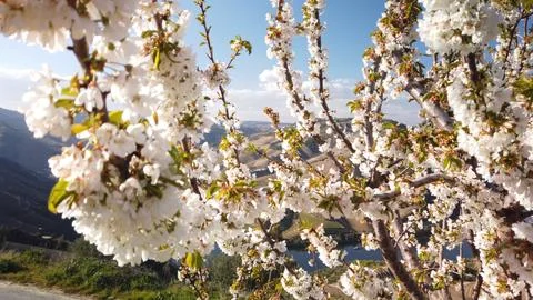 Almond tree blooming Stock Photos