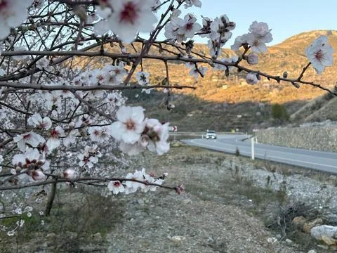 Almond tree blooming Stock Photos