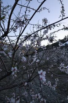 Almond tree blooming Stock Photos