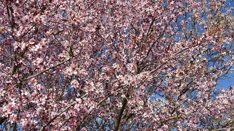 Almond tree blooming in spring,blue sky and flowering almond trees, Video stock 107047392
