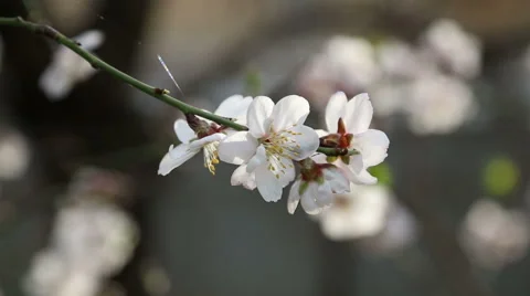 Almond tree blossom Stock Footage 49062934