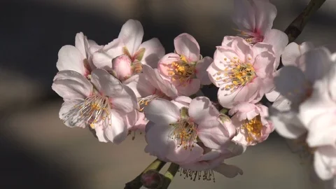 Almond tree blossom Stock Footage 105755541