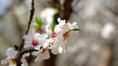 Almond Tree Blossom Stock Footage 126724669