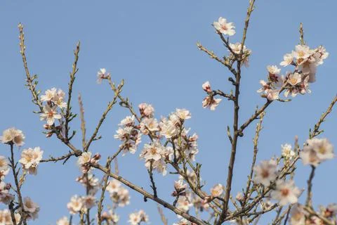 Almond tree blossom Stock Photos