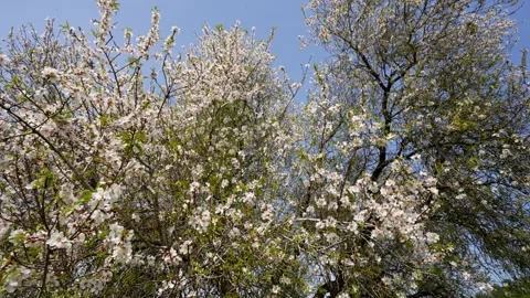 Almond tree with blossoming flowers Stock Footage 302896160