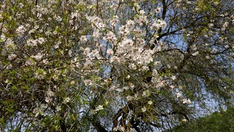 Almond tree with blossoming flowers Stock Footage 302896380