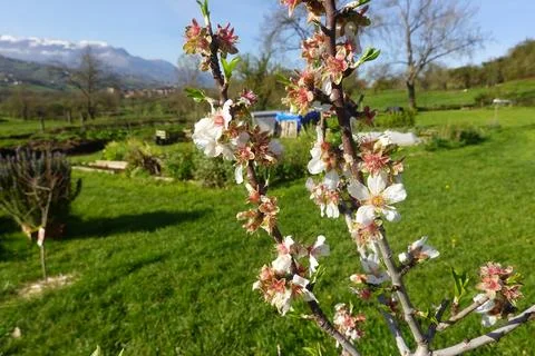 Almond tree blossoms announcing spring season arrival Stock-Fotos