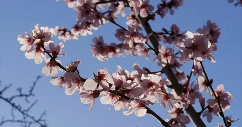 Almond tree blossoms Stock Footage 127023229