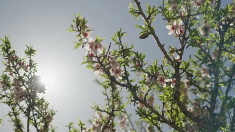 Almond tree branches blooming under sunny blue sky Stock Footage 335273593