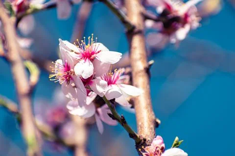 Almond tree branches full of white blossoms against the blue sky is spring Stock Photos