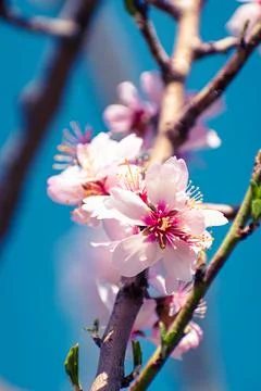 Almond tree branches full of white blossoms against the blue sky is spring Stock Photos