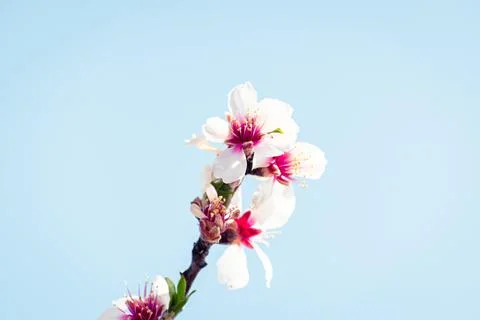 Almond tree branches full of white blossoms against the blue sky is spring Stock Photos