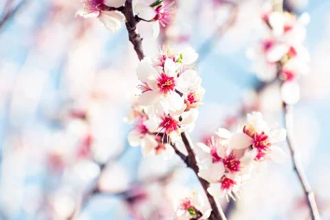 Almond tree branches full of white blossoms against the blue sky is spring Stock Photos