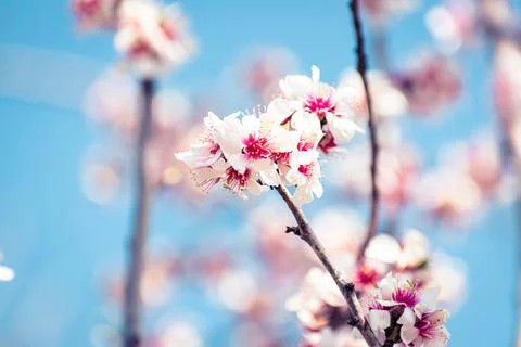 Almond tree branches full of white blossoms against the blue sky is spring Stock Photos