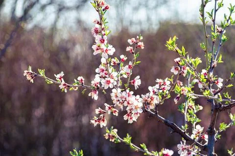 Almond tree branches full of white blossoms is spring Stock Photos