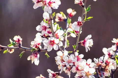 Almond tree branches full of white blossoms is spring Stock Photos